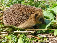 Igel_001.webp