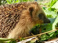 Igel_002.webp