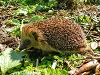 Igel_003.webp