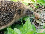 Igel_004.JPG