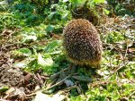 Igel_005.JPG