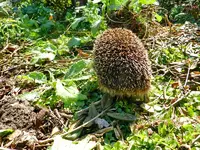 Igel_005.webp