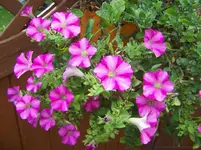 Petunie.webp