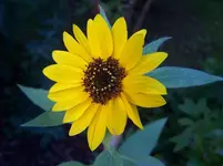 Sonnenblümchen.webp