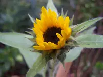 Sonnenblümchen1.webp