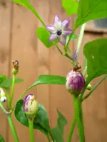 pepper_numex_centennial_1.webp