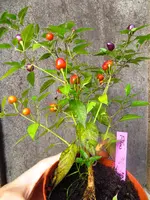 pepper_filius_0.webp