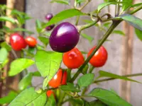 pepper_filius_2.webp