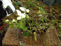 tomato_cerise_0.webp