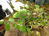 tomato_cerise_1.webp