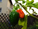 pepper_habanero_tropical_red.jpg