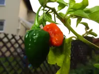 pepper_habanero_tropical_red.webp
