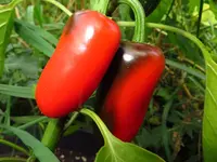 pepper_jalastar_f1.webp