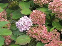 047.webp