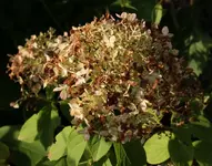 Limelight herbstlich.webp