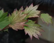 Ahorn herbstlich.webp