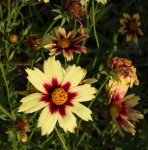 Coreopsis Red Shift.jpg