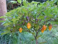 Bild 421.webp