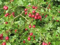 006.webp