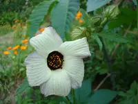 DSC01427.webp