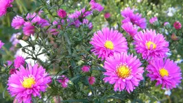 DSCN3760.webp