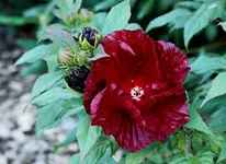dunkelroter Hibiscus_1000.webp