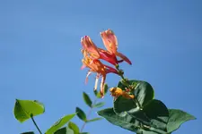2322.webp