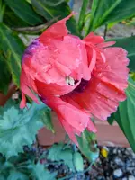 Mohn_126.webp