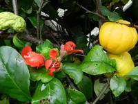 Zierquitte_140.webp