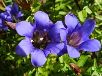 Enzian_004.webp