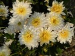 Bauern-Chrysanthemen_026.JPG