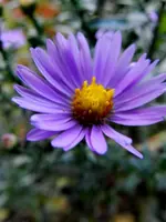Herbstaster_165.webp