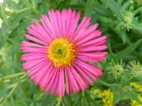 Herbstastern_056.webp