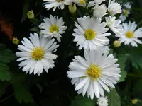 Herbstaster_152.webp