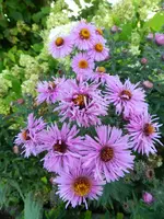 Herbstaster_076.webp
