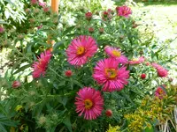 Herbstastern_057.webp