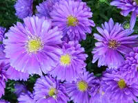 Herbstastern_102.webp