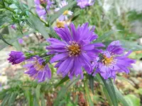 Herbstaster_194.webp