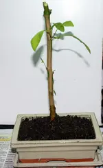 DSC_9093.2.webp