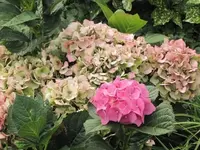 008.webp