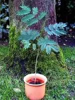 _Albizia I 22.09.2012.webp