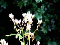 _Ausgeblueht.webp