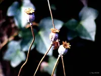 _Mohnkapseln.webp