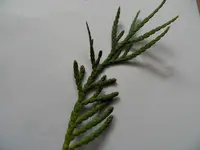 thuja1.webp