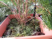 thuja3.webp
