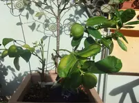 DSCF5396.webp