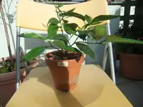 DSCF5390.webp
