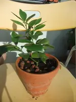 DSCF5391.webp