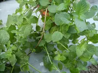 minze madeira (2).webp