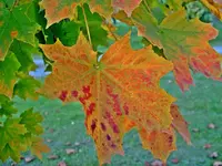 Copy of Herbst 312 v.webp